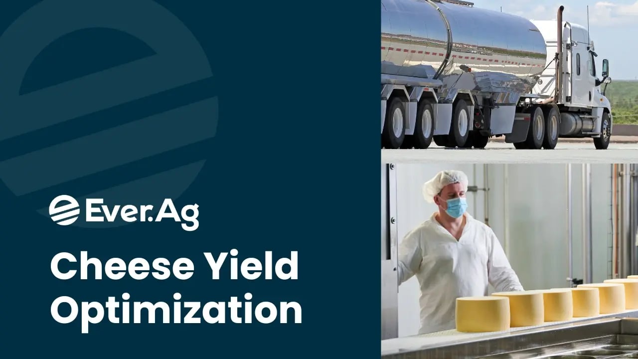 Cheese Yield Optimization Thumbnail